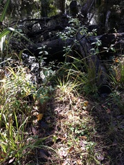 Solanum pseudogracile