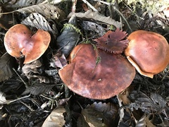 Tricholoma pessundatum