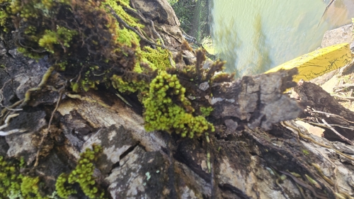 Macromitrium piliferum, 2025-11-24