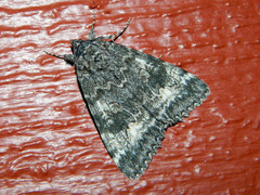 Catocala briseis