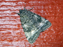 Catocala briseis