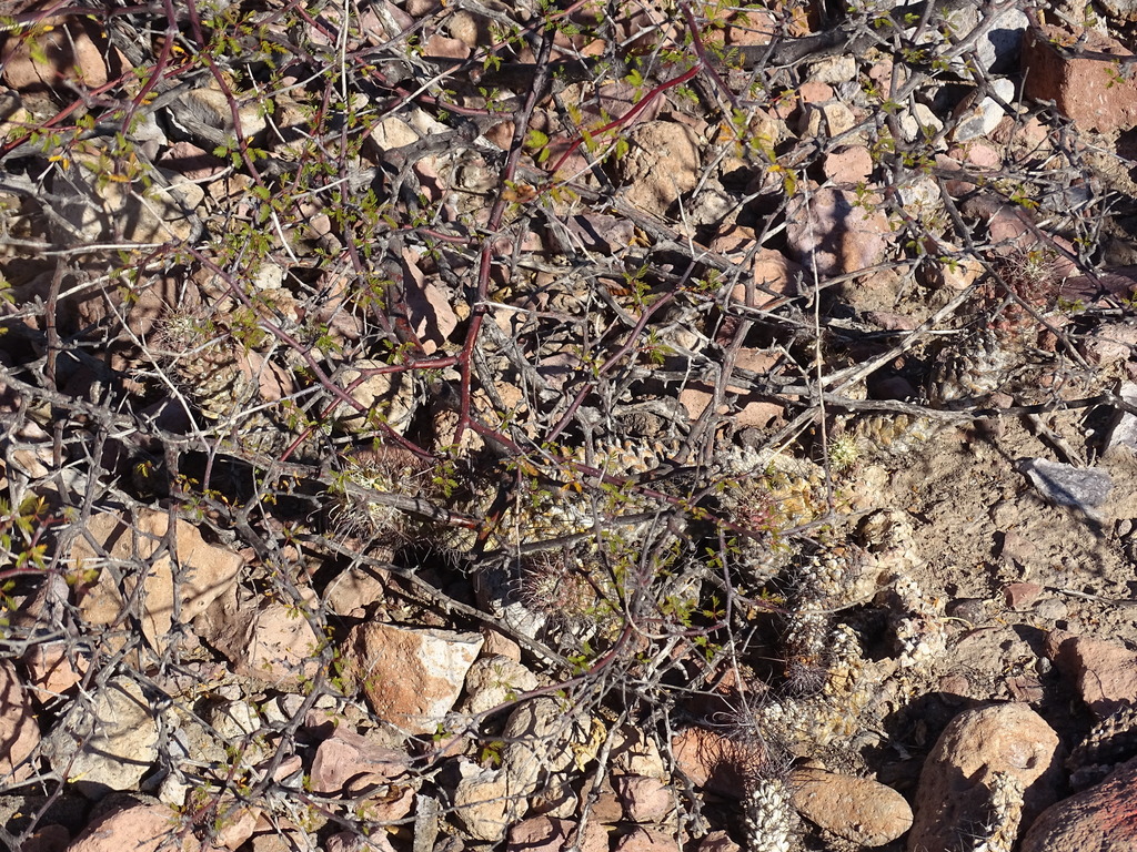 Cochemiea poselgeri; photograph Alexis López Hernández, CC BY, iNaturalist via GBIF