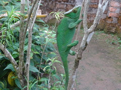 Calumma parsonii parsonii