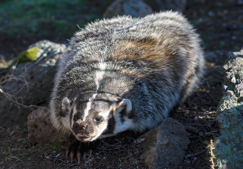American Badger