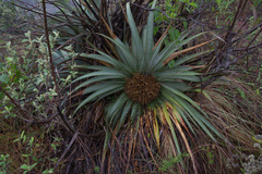 Puya nana