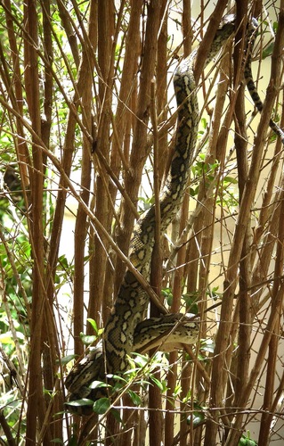 Coastal Carpet Python sighting