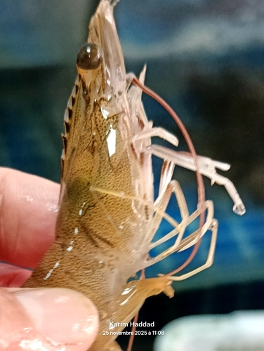ヨシエビ
