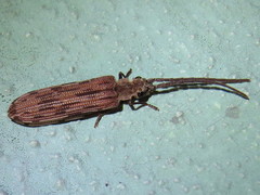 Tenomerga cinerea