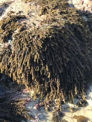 Sargassum agardhianum