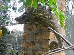 Calumma parsonii parsonii