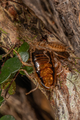 Celatoblatta vulgaris