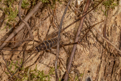 Pachyrhamma acanthocerum