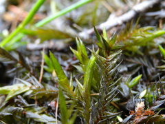 Fontinalis neomexicana