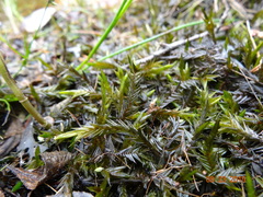 Fontinalis neomexicana