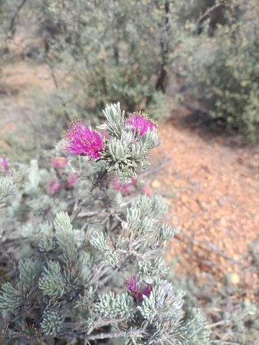 Melaleuca aspalathoides, 2025-11-25