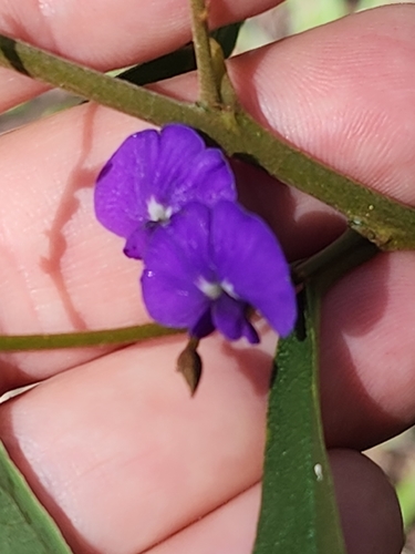 Hovea elliptica, photograph 6
