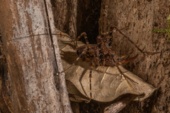 Pleioplectron hudsoni