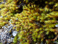 Grimmia ramondii