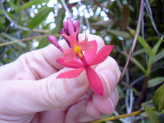 Epidendrum ibaguense