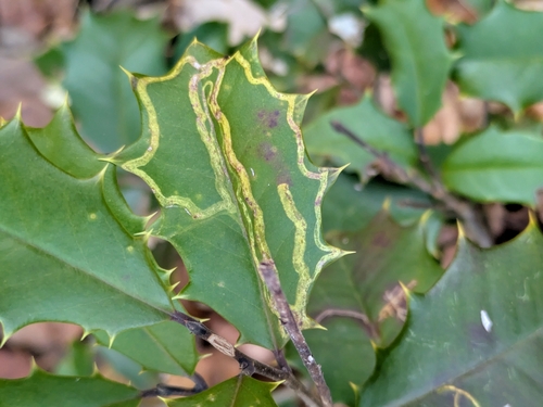 Unknown species found near Edgewater, MD 21037, USA