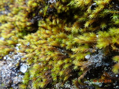 Grimmia ramondii