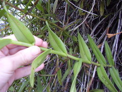 Epidendrum ibaguense