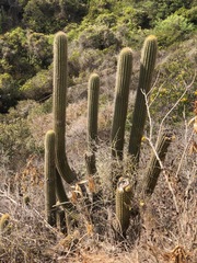 Trichocereus chiloensis litoralis