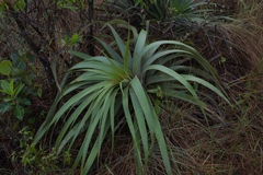 Puya nana