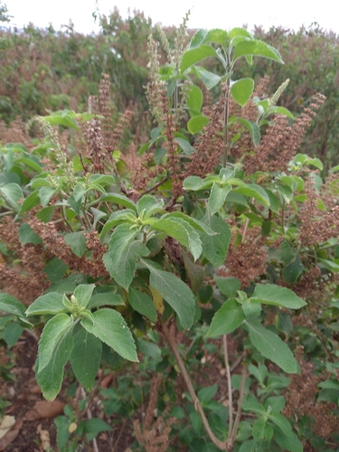 African Basil
