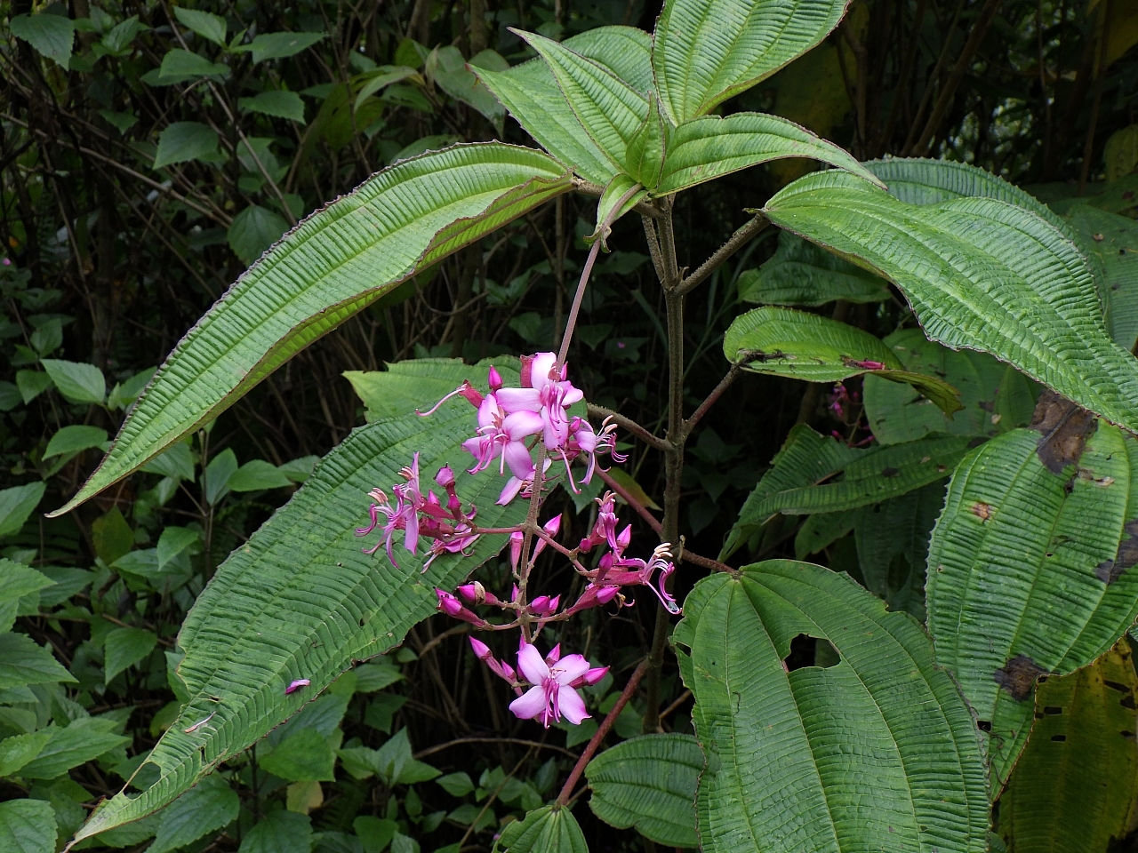 Oxyspora paniculata — ảnh 3