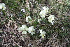 Viola oreades