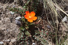 Hypseocharis pimpinellifolia