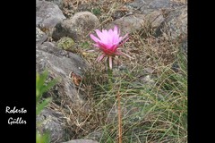 Echinopsis obrepanda