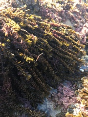 Sargassum agardhianum