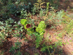 Hypericum crux-andreae