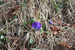 Viola oreades