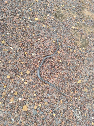 Northern Small-eyed Snake sighting