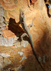 Anolis opalinus
