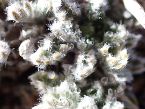 Leptinella albida, photograph 3