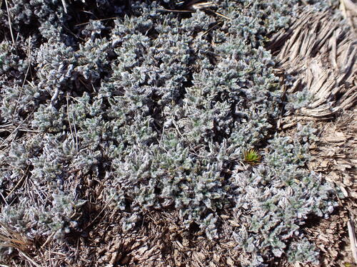 Leptinella albida, photograph 1