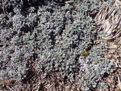 Leptinella albida, photograph (c) Leon Perrie, some rights reserved (CC BY)