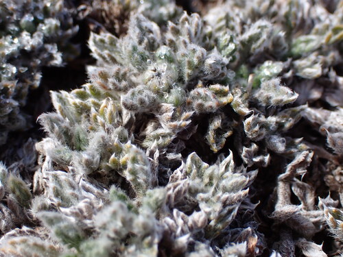 Leptinella albida, photograph 2