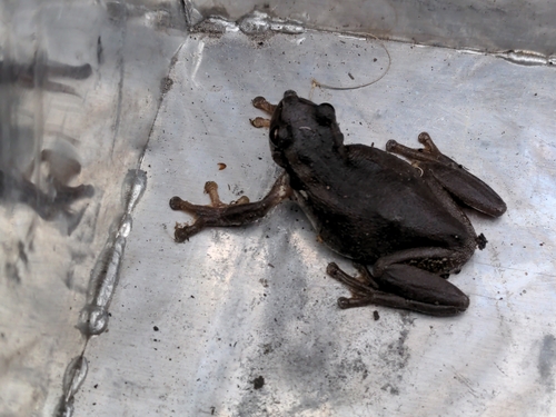 Colleeneremia quiritatus