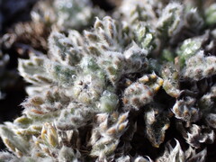 Leptinella albida