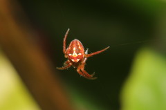 Novaranea queribunda