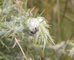 Agonopterix umbellana