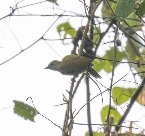Buff-spotted Woodpecker (Pardipicus nivosus), photo 2