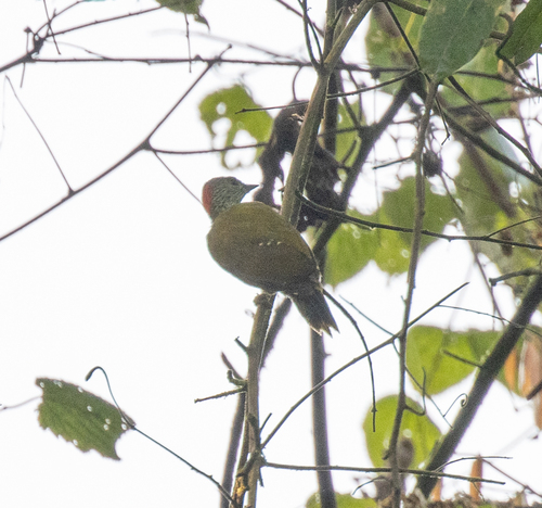 Buff-spotted Woodpecker (Pardipicus nivosus), photo 7