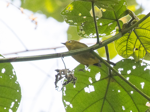 Green White-eye (Zosterops stuhlmanni), photo 5