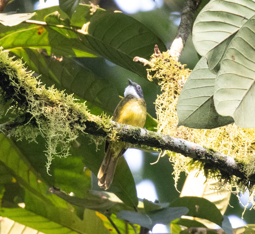 Red-tailed Greenbul (Criniger calurus), photo 4